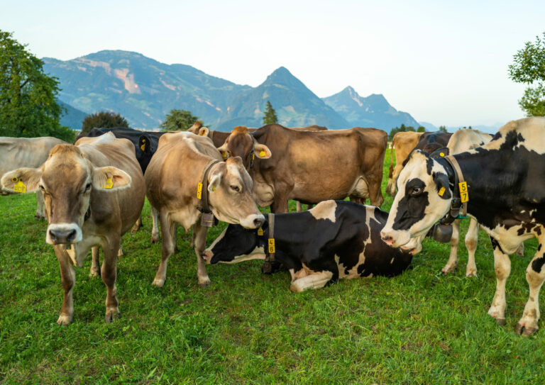 ¿Vacas en un tejado en Mayenne? El video de TikTok
