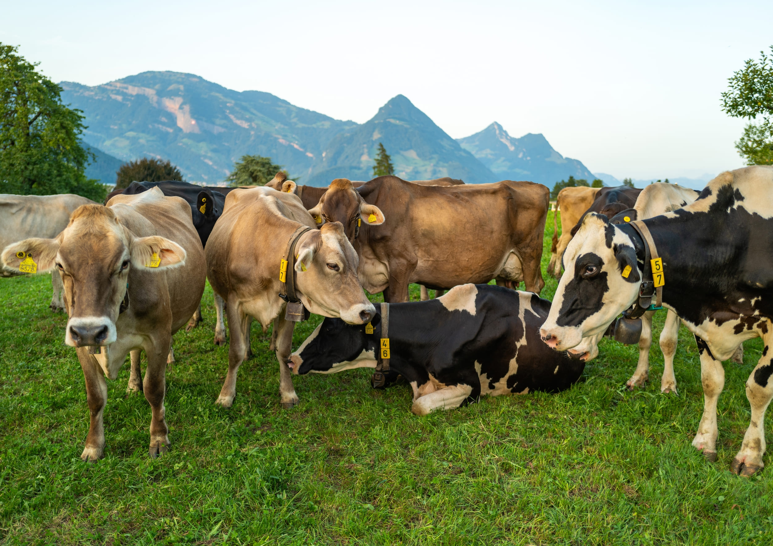 ¿Vacas en un tejado en Mayenne? El video de TikTok