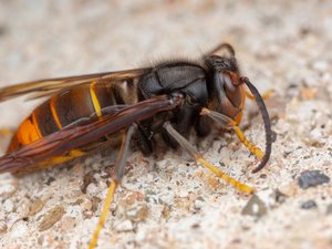 Vespa de patas amarillas y otros himenópteros: ¿cómo manejar el