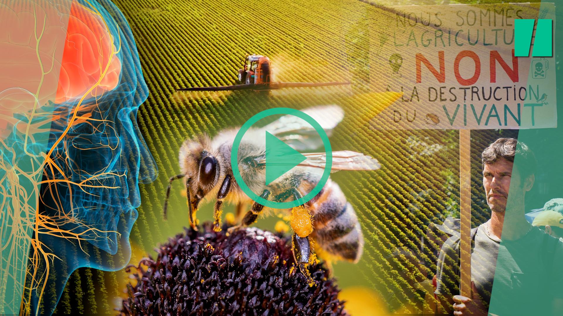 ¿Cuál es la acétamipride, este pesticida controvertido en el centro