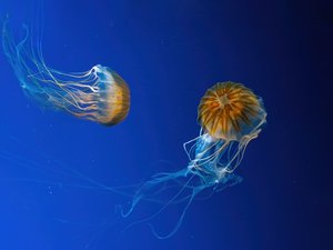 Medusa: ¿qué hacer en caso de picadura?
