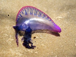 Varias playas cerradas en el Suroeste: ¿qué es la physalia,