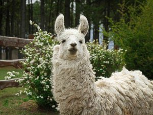 Anticuerpos de llama para tratar la esquizofrenia.
