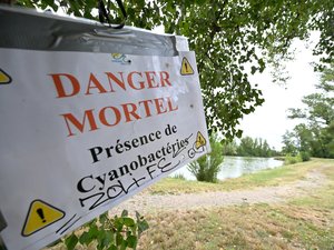 "Con las altas temperaturas, es posible que las cianobacterias se