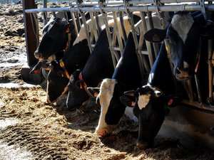 Dermatosis modular: "No ocurrirá como en Saboya"... En Lot-et-Garonne, los