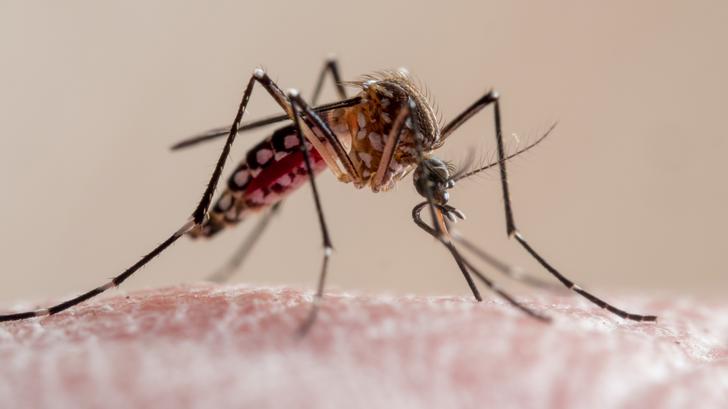 El número de hogares con chikungunya se dispara en Francia:
