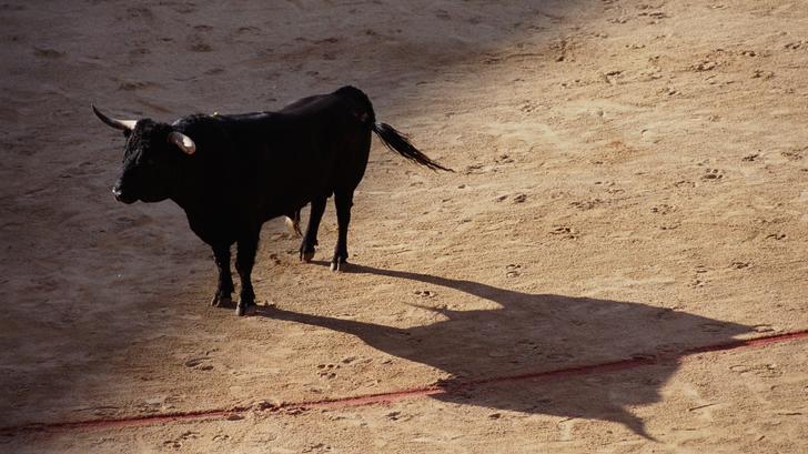 En Córcega, un toro siembra el pánico en una playa...
