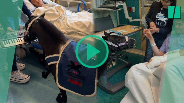 Este mini caballo que toca el piano en una habitación