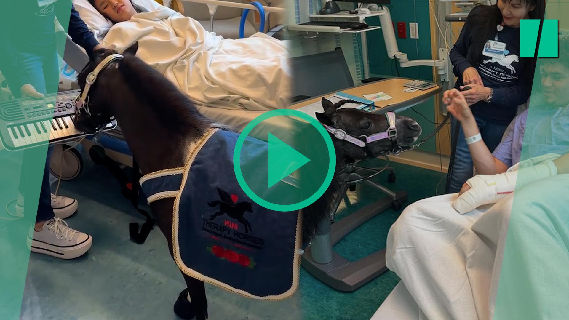 Este mini caballo que toca el piano en una habitación
