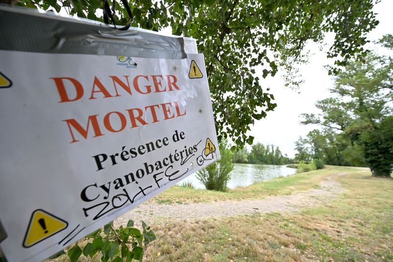 Las cianobacterias presentes en el lago del Bocage causan problemas.