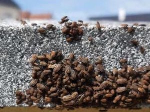 "Las paredes están ennegrecidas": invadidos por chinches de campo, los