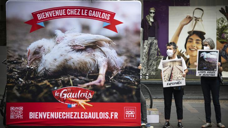 Maestro Gallo y El Galo se comprometen con sus pollos,