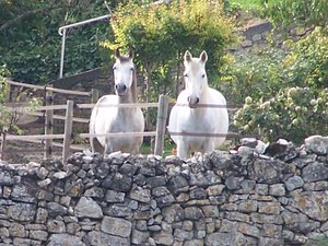 Mazamet. Enfermedad bovina: los ganaderos de Tarn ante un nuevo