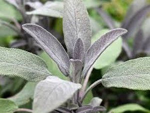 Salvia officinalis - ladepeche.fr