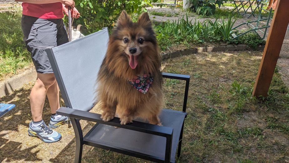 « Tenía las articulaciones completamente deformadas »: cuando los animales