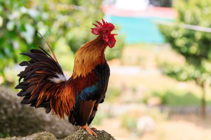 ¿El gallo Ricco cantaba demasiado fuerte? La justicia da la