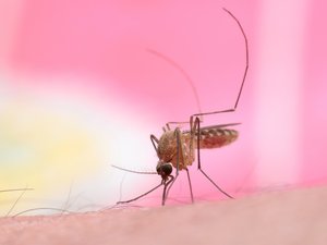 ¿Qué es el virus del Nilo Occidental, del que se