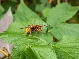 Avispas, avispas asesinas, abejas: ¿cuáles son las picaduras más peligrosas?