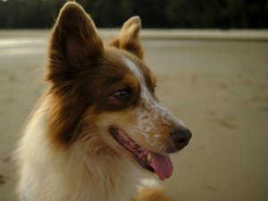 Vómitos, diarrea, fiebre… los perros de esta localidad están afectados