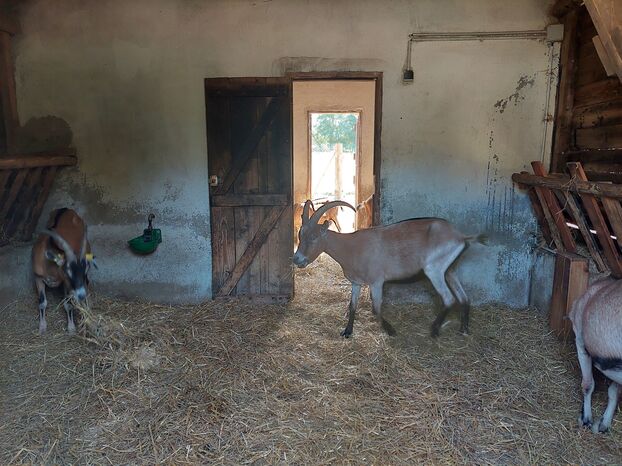 ¿Los conejos, cabras y gansos... están viviendo sus últimos días