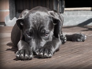 Parvovirus: síntomas, tratamiento, tasas de supervivencia... ¿Deberíamos preocuparnos por esta