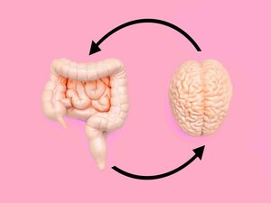 ¿Por qué se llama al intestino el "segundo cerebro"?
