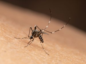 Caso de chikungunya en Ariège: se prevé una operación de