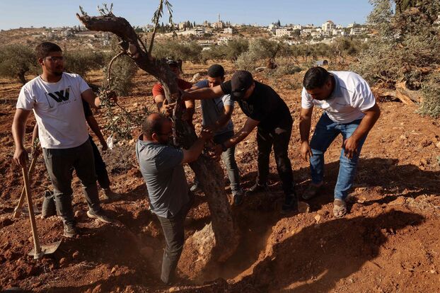 Cisjordania ocupada: miles de olivos desarraigados ante los ojos de