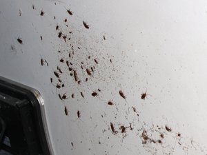 Cucarachas en techos, ascensor fuera de servicio e invasión de