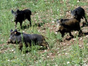 De misteriosos jabalíes con carne "azul neón", su consumo altamente