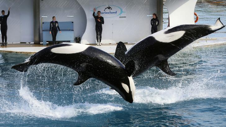 En Marineland de Antibes, un video de una orca en