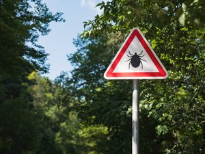 Encefalitis por garrapatas: aumento del 60% en el número de