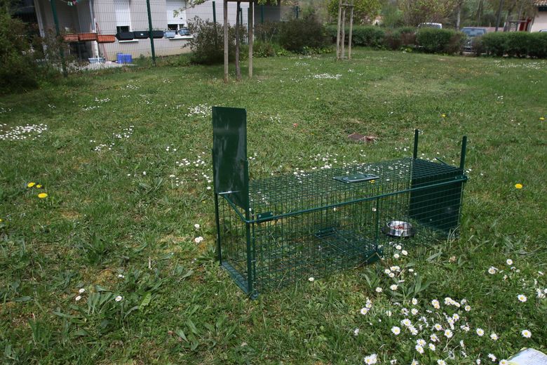 "Es un año negro": ante la proliferación de gatos callejeros,