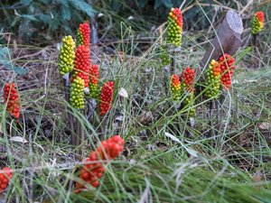 Estas plantas cotidianas, origen de intoxicaciones frecuentes o graves.