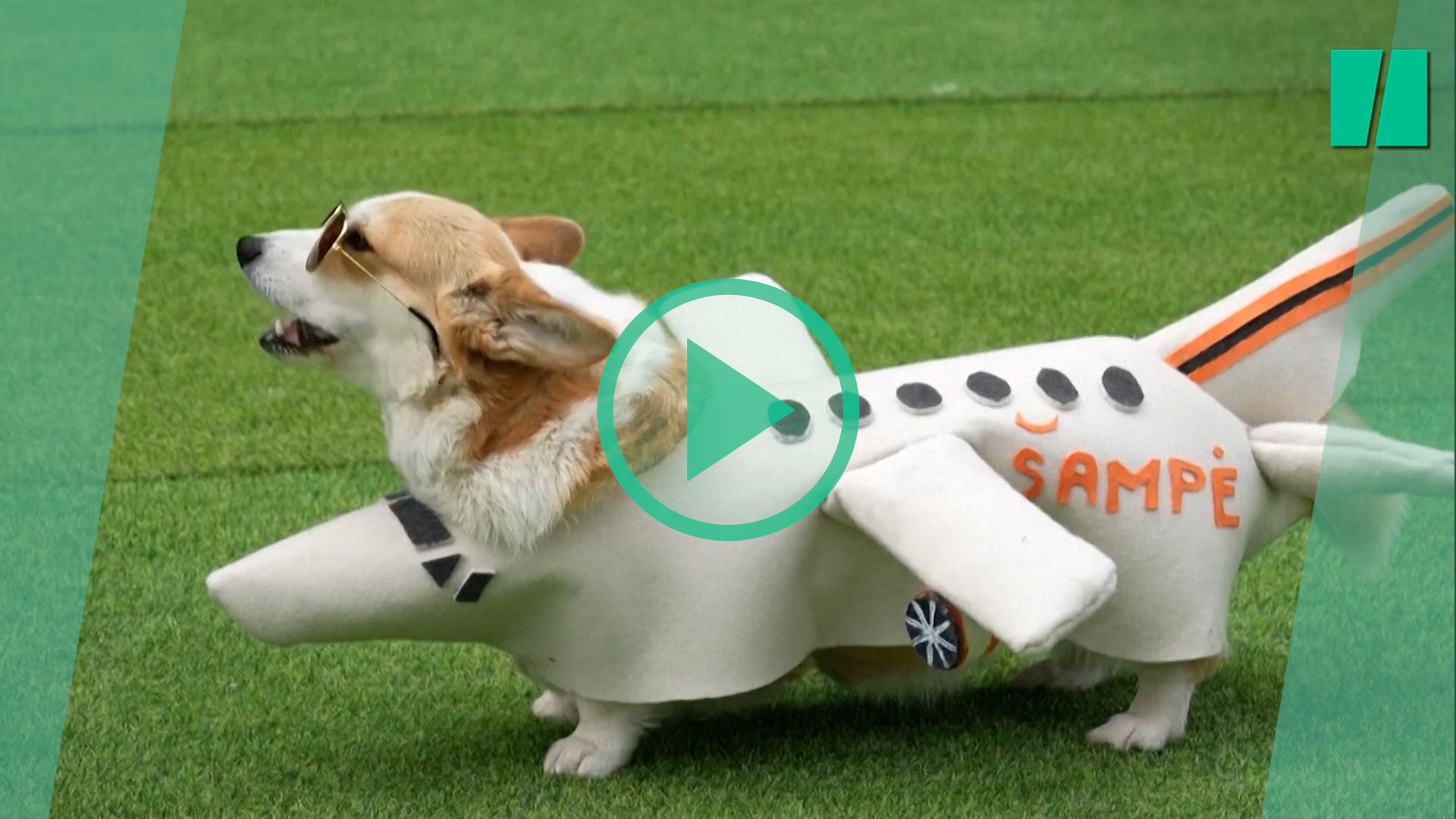 Este concurso de corgis organizado en Lituania te hará enamorarte.