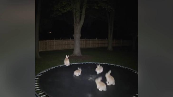 Este video viral de conejos en un trampolín es adorable...