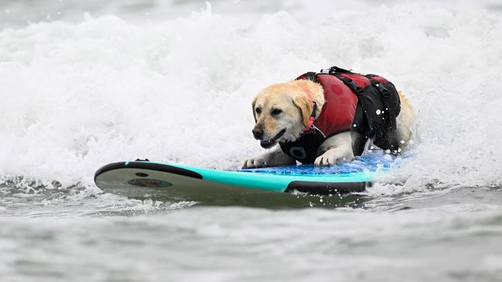 Estos Mundiales de surf para perros demuestran que no solo