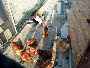 "Gallos de combate deambulan por todas partes"... las ratas y