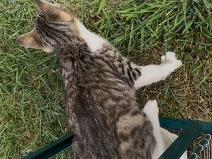 Gatos callejeros: el ayuntamiento de Lannemezan quiere movilizar a los