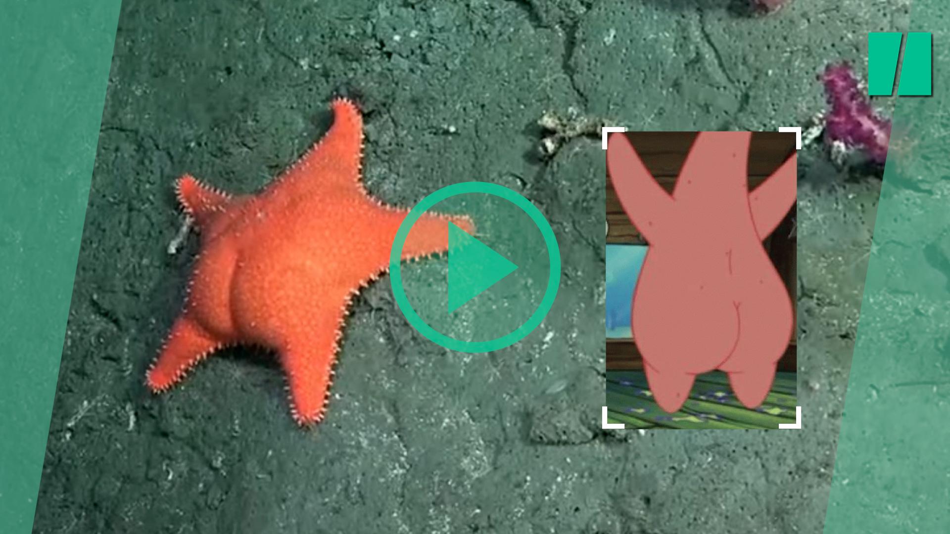 Las exploraciones de este robot submarino fascinan a los argentinos