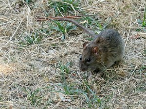 "Mordido por una pulga infectada": un californiano contrae la peste