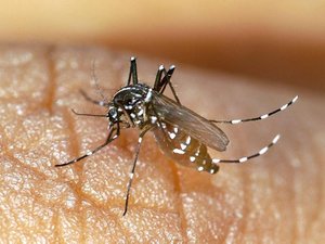 Mosquitos tigre: aumentan los casos de dengue y se detectan