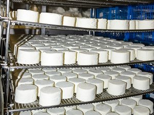 Nuevo aviso sobre queso: estos crottins de cabra sospechosos de