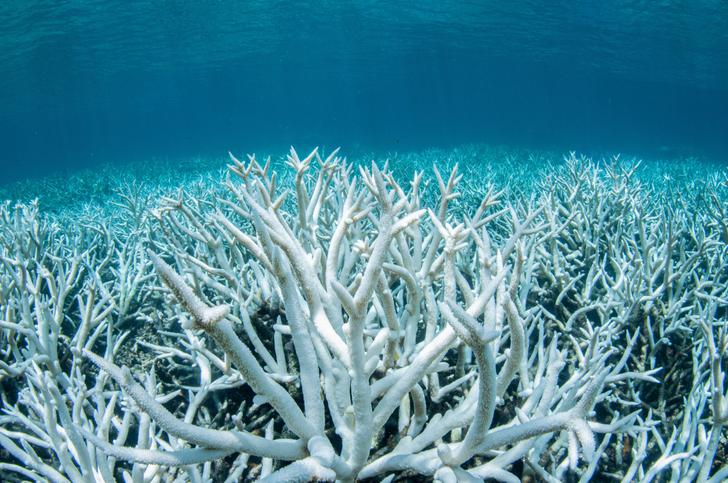 Nunca el blanqueamiento de la Gran Barrera de Coral ha
