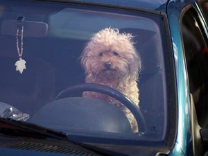 Ola de calor: ¿cómo proteger a tus mascotas de los