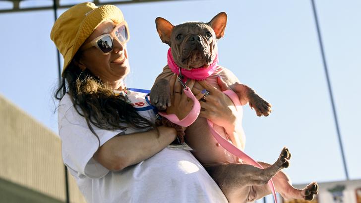 Petunia, una bulldog francés, elegida el perro más feo del