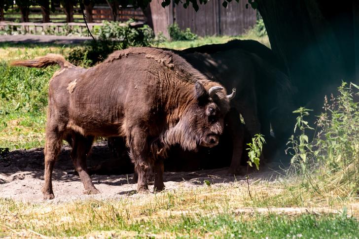 Un millonario de Texas fue asesinado por el bisonte que