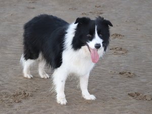 Un perro muere tras jugar en un río: se sospecha