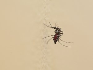 Un primer caso de dengue confirmado en el Lot, el