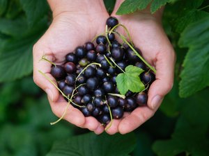 Vitamina C: las 3 fuentes insospechadas del verano